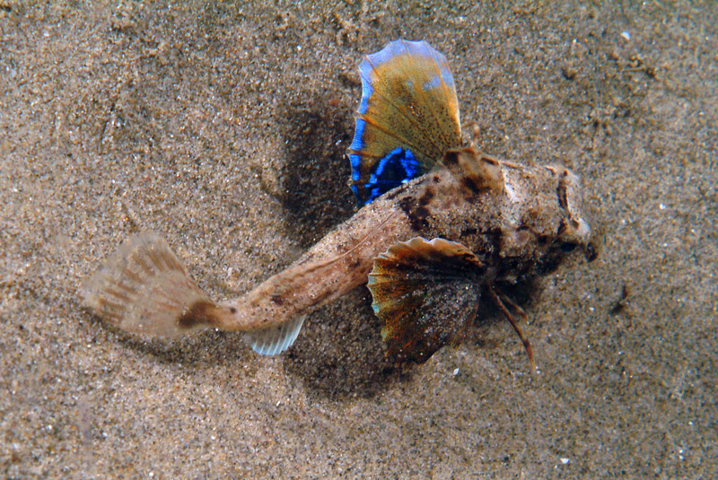 juvenile Chelidonichthys lucerna